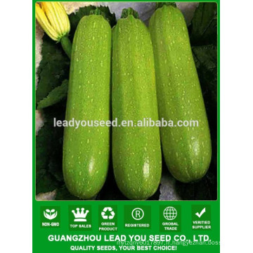 NSQ101 Haoa qualité vert hybride graines de courgettes, graines de légumes